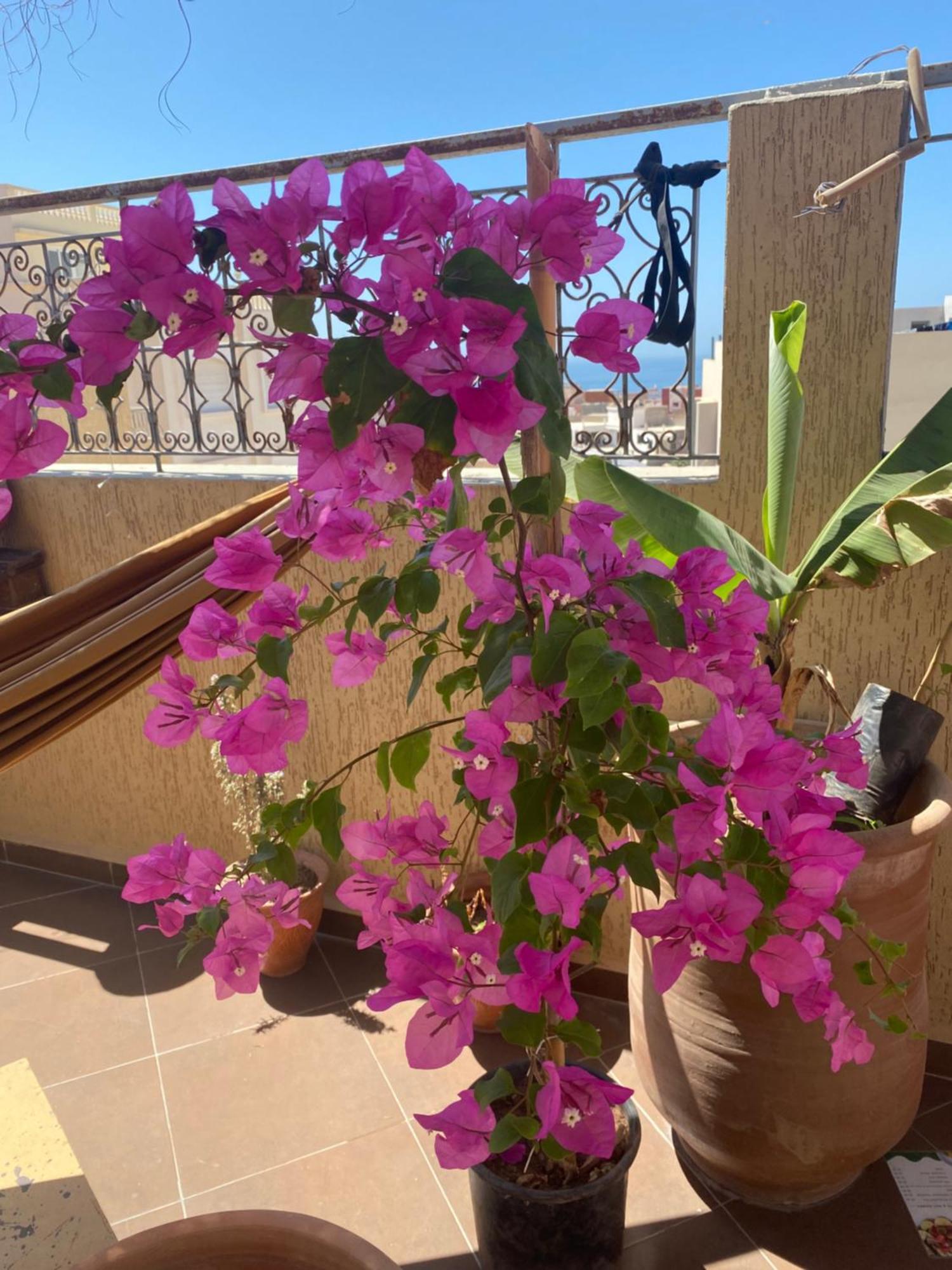 Fleur De Cactus, Guesthouse, Tamraght エクステリア 写真
